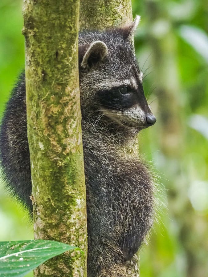 Babywasbeer in de bomenmeningen rond Costa Rica royalty-vrije stock foto Babywasbeer in de bomenmeningen rond Costa Rica royalty-vrije stock foto