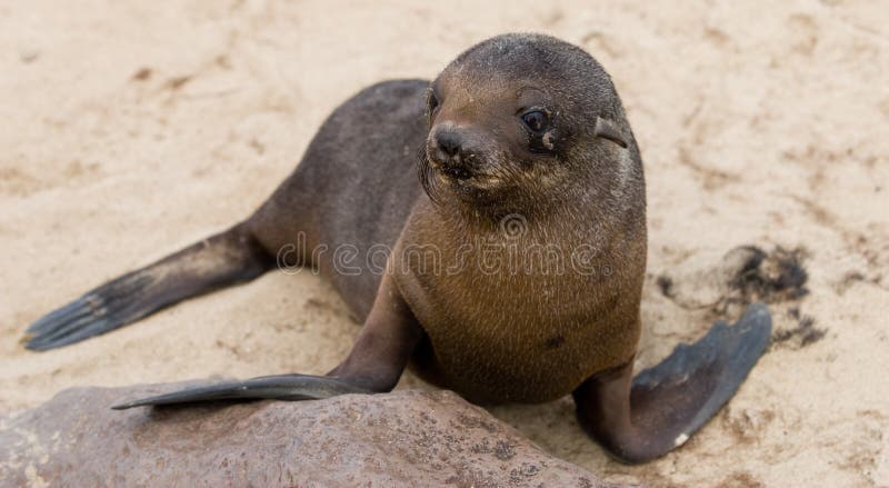 Babyfok stock afbeeldingen