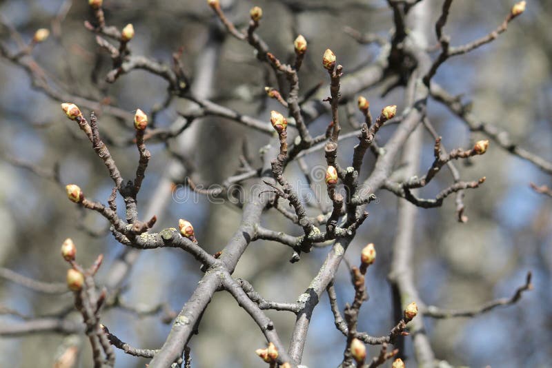 Baccelli gonfi sul ramo di pere primaverile