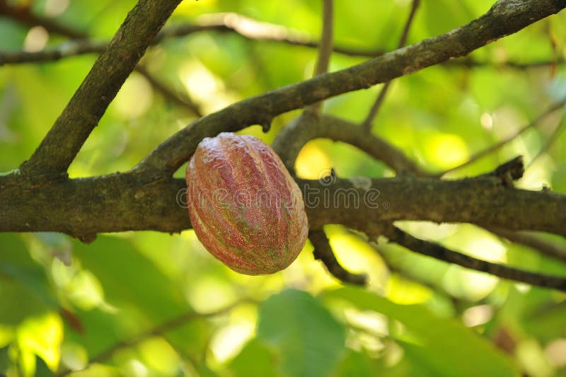 Apra Il Baccello Del Cacao, Fermentante Fotografia Stock - Immagine Di Cioccolato, Spezia: 11112990 - Foto 7