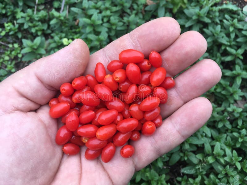 Bacche di Goji immagine stock Bacche di Goji immagine stock