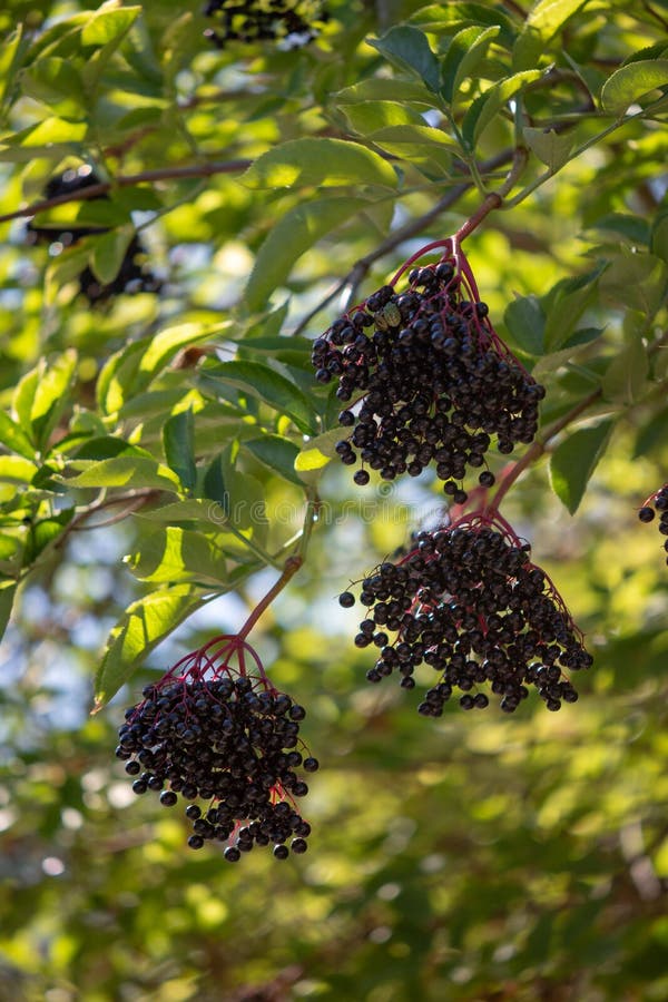 Bacche Di Sambucus Nigra Nero Di Sambuco Nero Di Sambuco Appese a Un