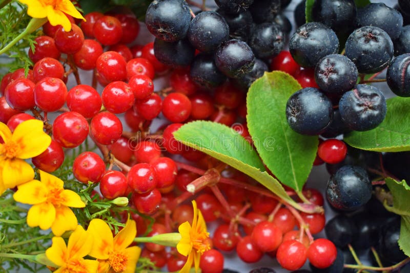 Bacche mature del chokeberry nero e del viburno rosso fotografia stock Bacche mature del chokeberry nero e del viburno rosso fotografia stock