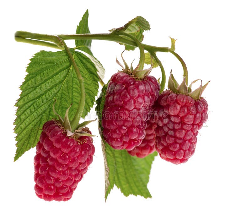 Bacche mature del lampone con la foglia verde Frutta fresca dell'alimento sano, isolata su fondo bianco immagine stock Bacche mature del lampone con la foglia verde Frutta fresca dell'alimento sano, isolata su fondo bianco immagine stock