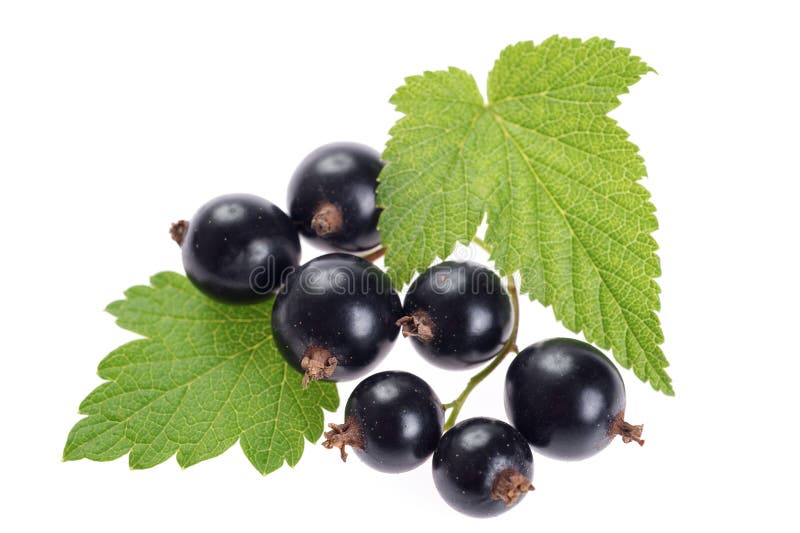 Bacche mature del ribes nero isolate su fondo bianco fotografie stock Bacche mature del ribes nero isolate su fondo bianco fotografie stock