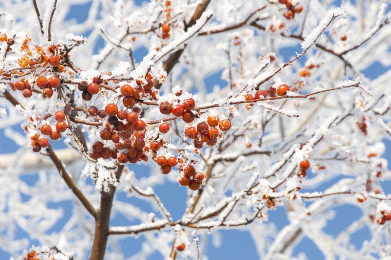 Bacche rosse sotto neve fotografia stock Bacche rosse sotto neve fotografia stock