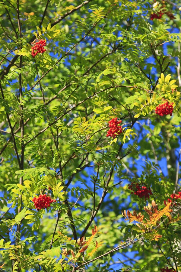 Bacche rosse sull'albero immagine stock libera da diritti
