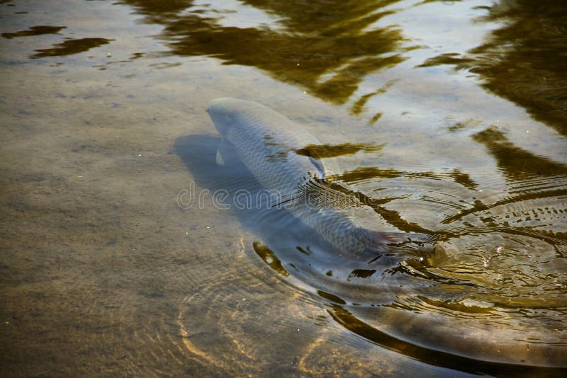 Bachforelle im Teich stockfoto. Bild von grün, normandie 112998630