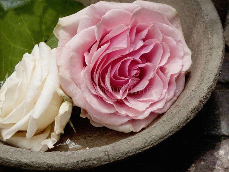 Bacia dois Rose Blossom In A imagem de stock Bacia dois Rose Blossom In A imagem de stock
