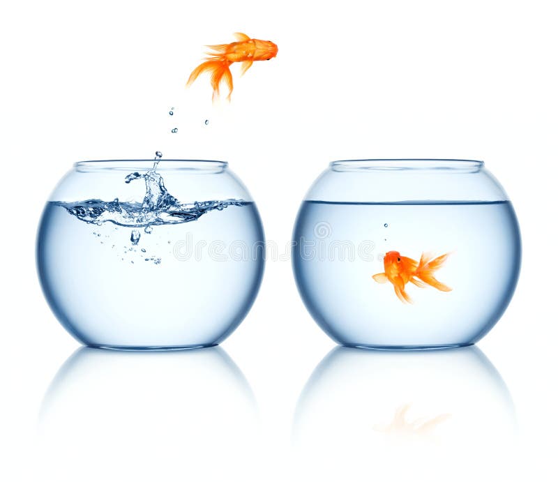 Bacia saltando do Goldfish imagens de stock royalty free Bacia saltando do Goldfish imagens de stock royalty free
