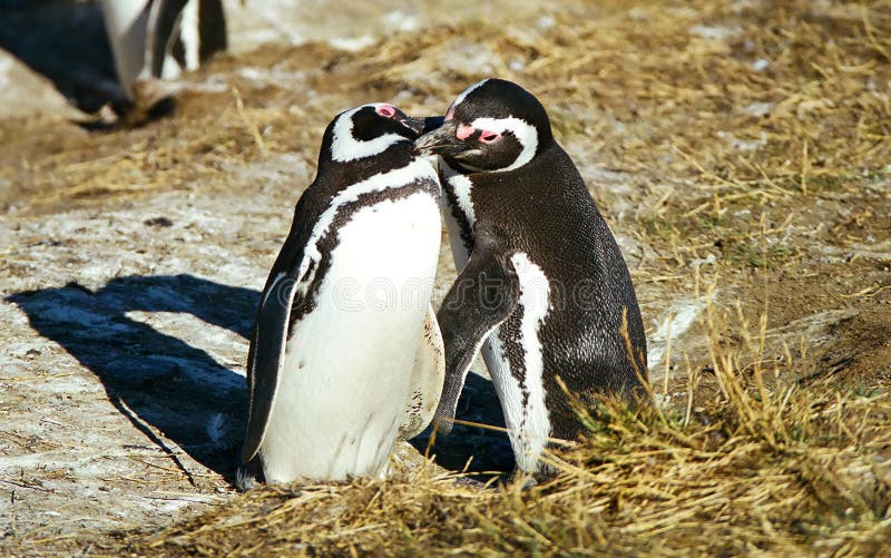 Baciare dei pinguini fotografia stock