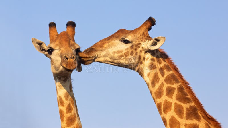 Baciare le giraffe immagine stock libera da diritti