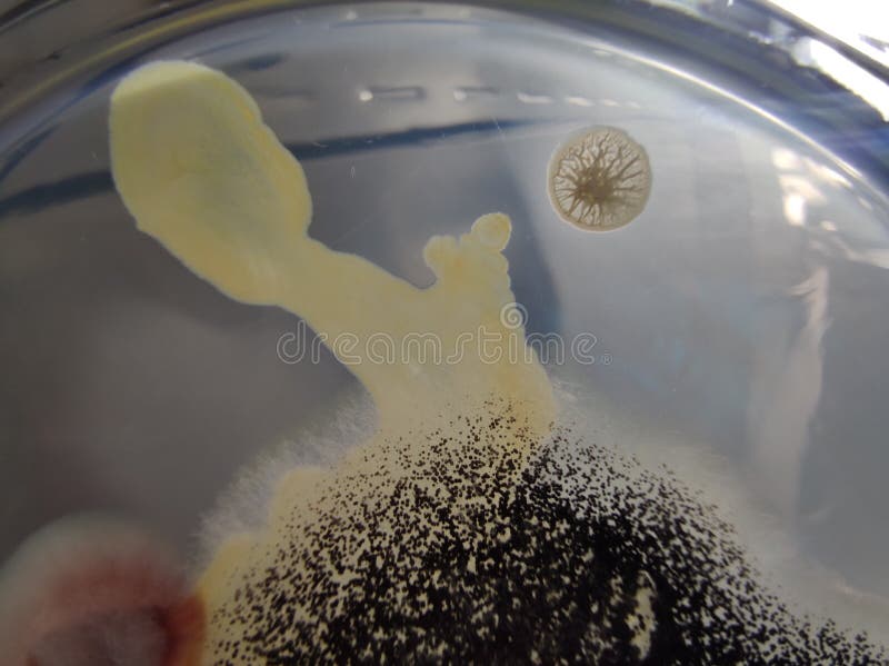 Bacillus subtilis and Aspergillus niger growing on nutrient agar medium royalty free stock images