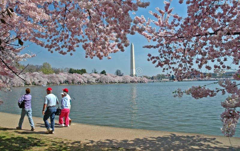 Bacino di marea e monumento di Washington con i fiori di ciliegia