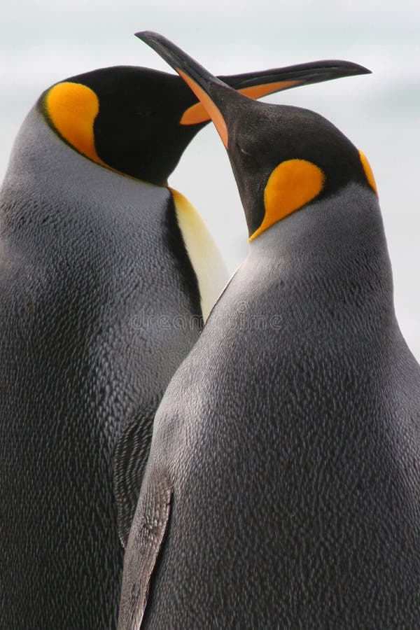 Bacio del re Penguin Couple, isole Falkalnd immagini stock