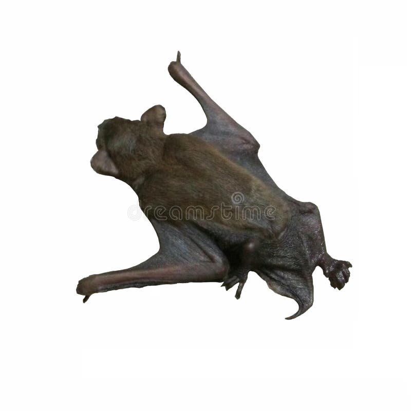 The Back Of The Baby Bat Clinging Isolated On White Background Stock Photo Image Of Jurassic Creature