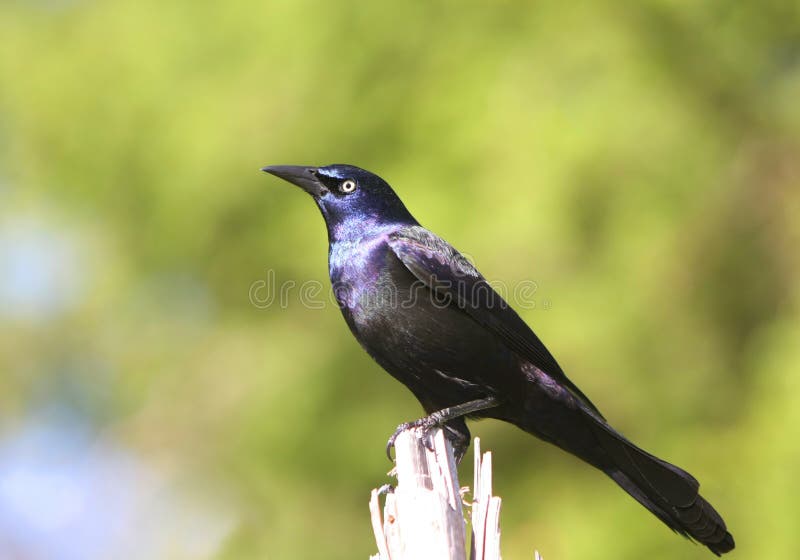 Black Bird (Crackle) Perched on a Log. Log animal stock images, royalty-free photos and pictures