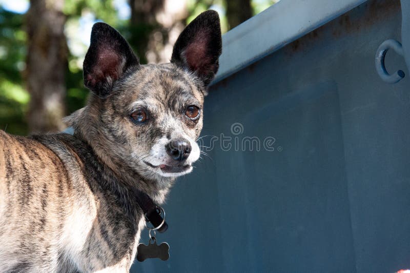 brindle and white chihuahua