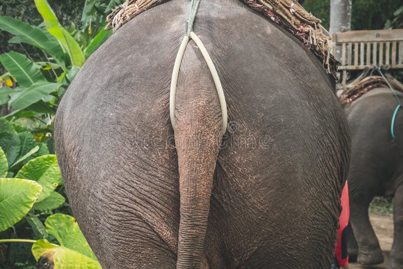 Escalera pata de elefante