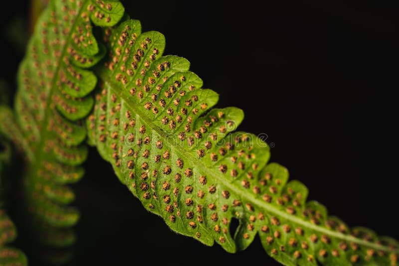 spore formation in fern