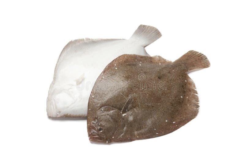 Back and front of a Brill fish royalty free stock image
