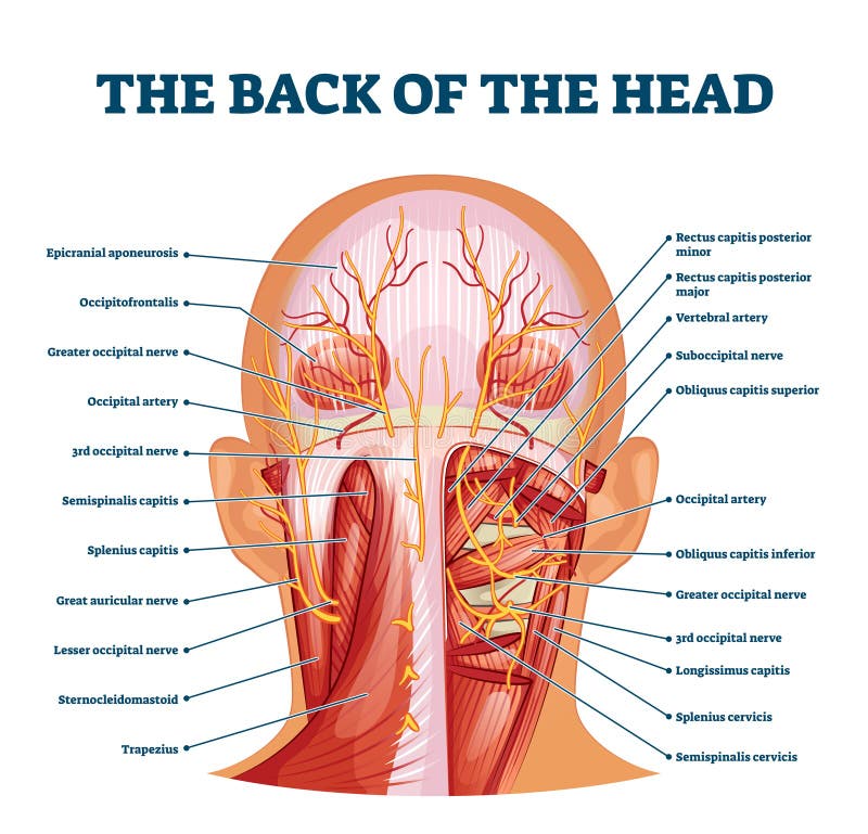 Back Of The Head Muscle Structure And Nerve System Diagram Stock Vector Illustration Of Labeled Muscle