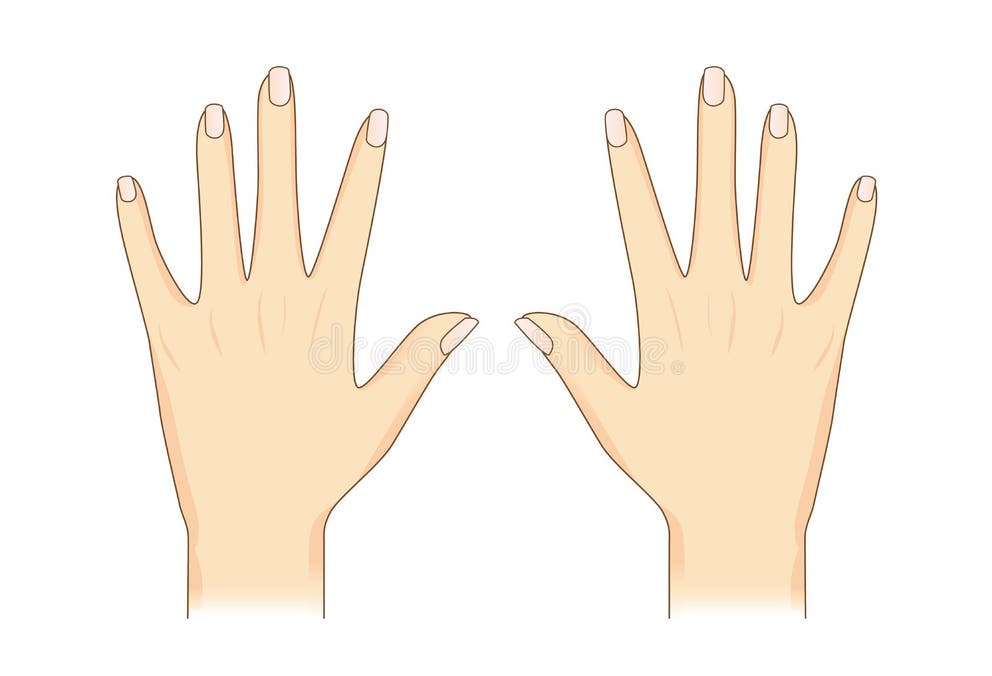 Anatomy Back Body Human Rear Stock Illustrations 249 Anatomy Back