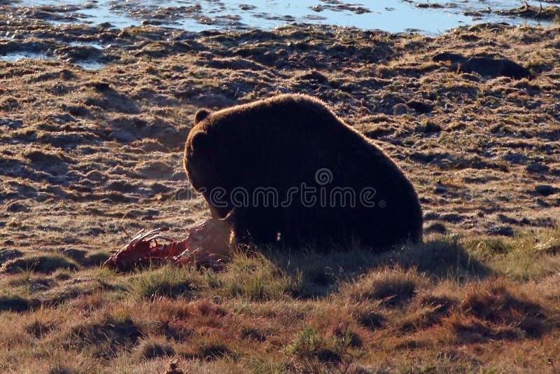 Back lit Grizzly bear feeding on elk calf carcass by Yellowstone river in Hayden Valley in Yellowstone NP in Wyoming USA.