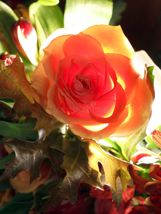 Back lit rose in autumn bouquet