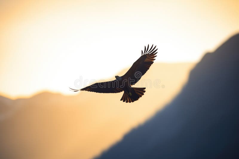 Silueta iluminată a unui vultur auriu deasupra unei văi royalty free stock photography