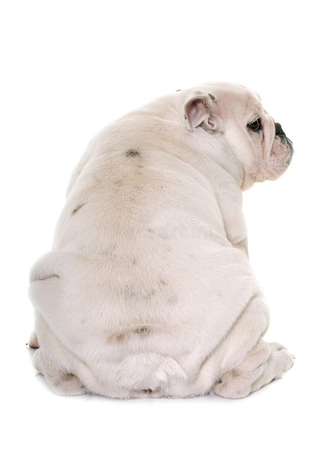 Back of puppy english bulldog royalty free stock photos
