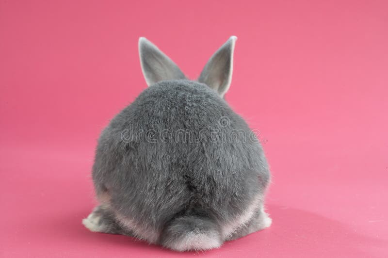 Download Back of a rabbit stock photo. Image of ears, animal ...