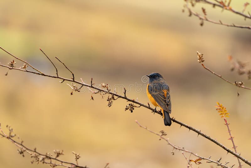 Back side of Blue-fronted redstart perching on tree stick with sharp feathers in details stock images
