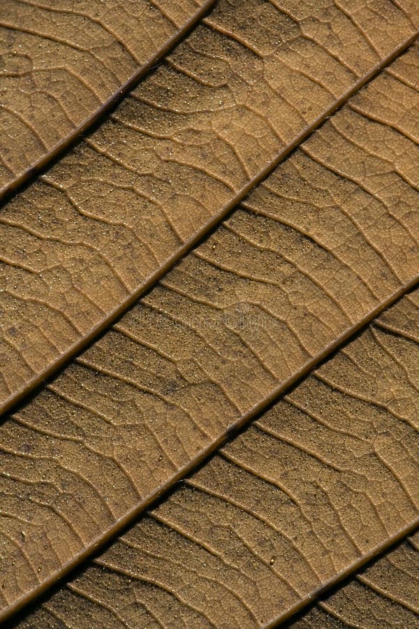 Back side of a brown oak leaf
