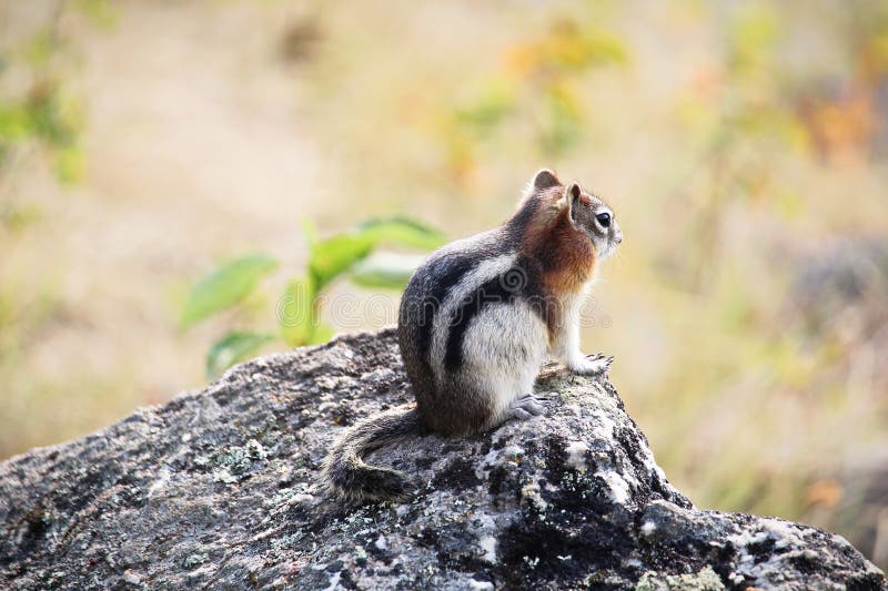 Back side of Golden Mantled Ground Squirrel on a Rock.