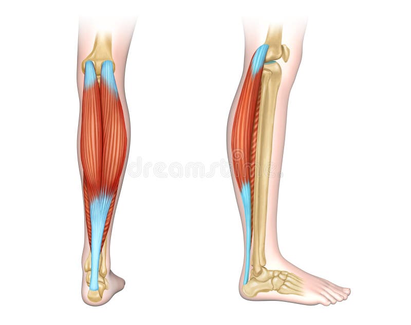 Calf Muscles Diagram Stock Illustration Illustration Of Fibula 187366576