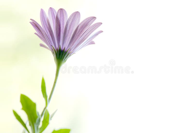 Back Side View of Purple Gerber Daisy Flower. Close Up with Copy Space