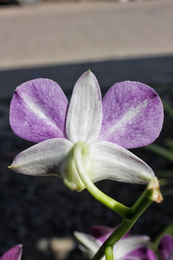 the back side of the violet orchid. royalty free stock image the back side of the violet orchid. royalty free stock image