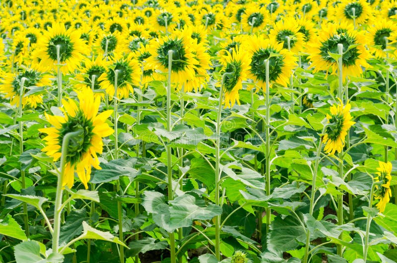 Sunflower stem bloom stock image. Image of color, stem 14739507