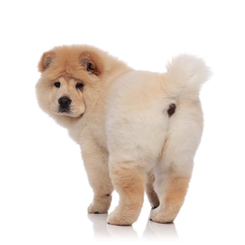 blond chow chow