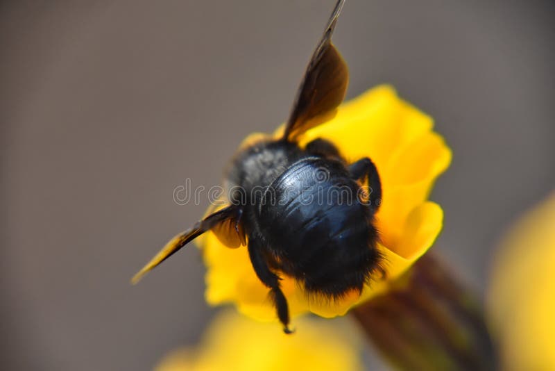 Back View of Carpenter Bee Sipping Nectar from a Yellow Flower Stock