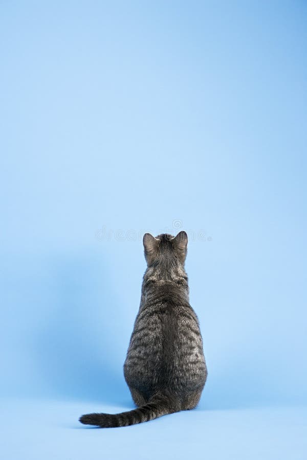 Back view of cat. stock image. Image of waiting, short 2045681