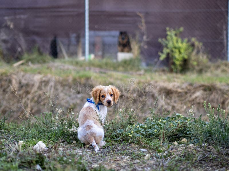 Back view of a cute Brittany puppy in a park royalty free stock photography