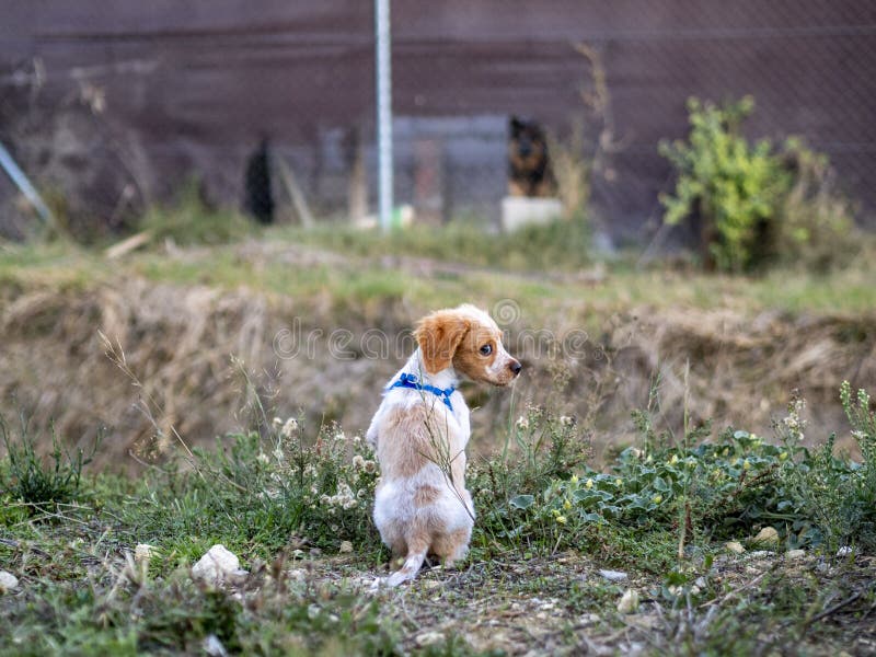 Back view of a cute Brittany puppy in a park royalty free stock photos
