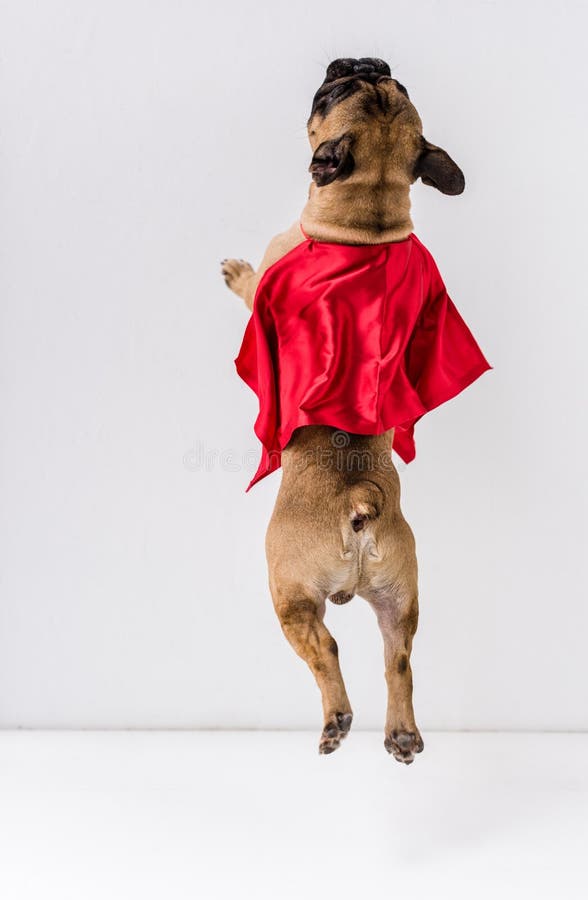 Back View of Dog in Red Mantle Jumping Stock Image Image of bulldog