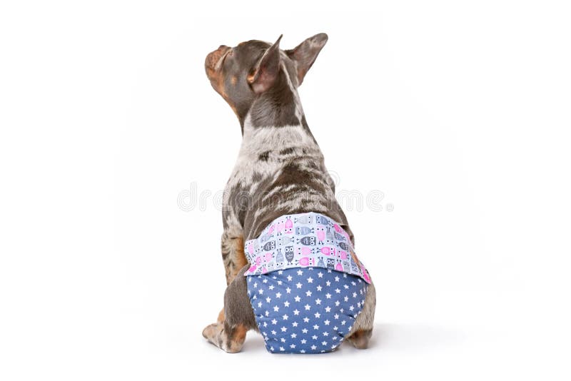 Brown French Bulldog Dog Wearing Fabric Period Diaper Pants For Protection  Stock Photo - Download Image Now - iStock