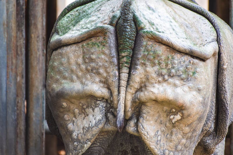 Back view of Indian rhinoceros