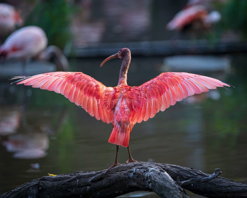 Back view of a scarlet ibis on a stone near the lake royalty free stock images