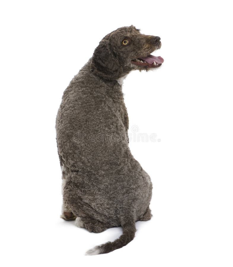 Back view of a Spanish water spaniel dog.