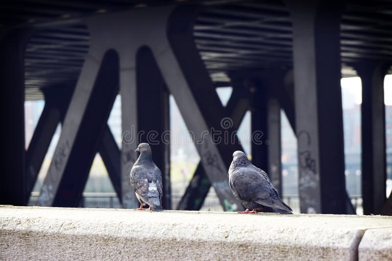 Back view of two gray pigeons perched on the wall stock photo